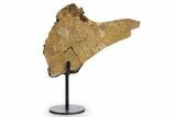 Fossil Turtle Shell Section w/ Metal Stand - South Dakota #340104-1